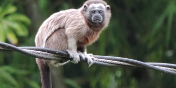 5 Fakta Menarik Silvery Brown Tamarin, Merawat Anak Namun Tetap Diabaikan