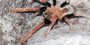 Mengenal Laba-laba Pemakan Burung dan Kelelawar di Hutan Papua dan Papua Nugini