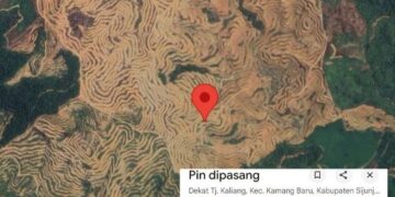 KPK: Rp 175 T Hilang di Sektor Hutan