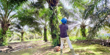 Pajak Soroti Sawit: Dugaan Pelanggaran Hulu-Hilir Terungkap