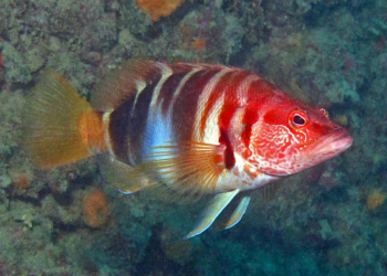 5 Fakta Unik Comber Painted: Moncong Runcingnya Ikonik