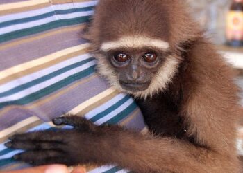 Owa Kalimantan: 6 Fakta Akrobat Hutan Borneo