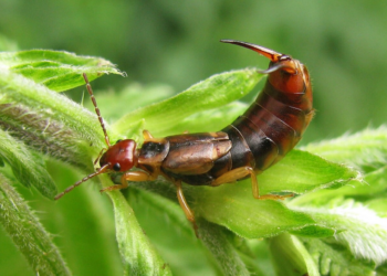 Telinga Serangga Eropa: Sayap Misterius Tanpa Terbang