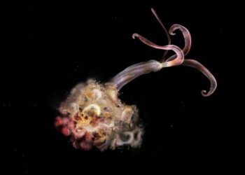 Cacing Zombie Pemakan Tulang: Misteri Laut Dalam dan Kekhawatiran Ilmuwan