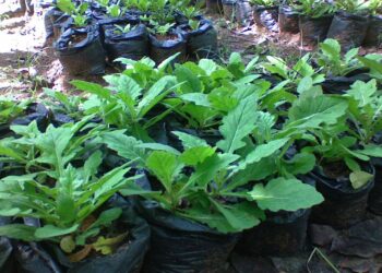 Manfaat Hobi: Kunci Sukses Pancasila Kelas 2 Halaman 54