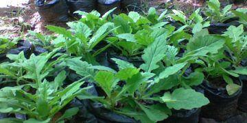 Manfaat Hobi: Kunci Sukses Pancasila Kelas 2 Halaman 54