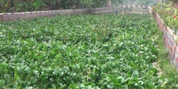 Eceng Gondok Mengganas, Betokan Terancam Banjir & Punah