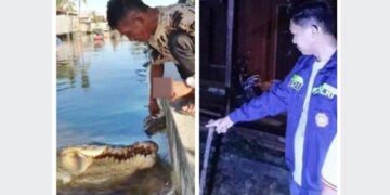 Buaya Serang Pemuda di Sungai Mandar: Kaki Terluka Parah