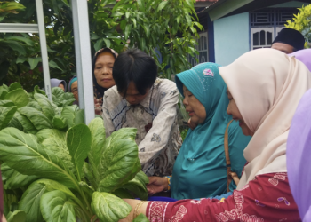 Cuaca Bengkulu 4 Jan 2026: Sawah Lebar & Rawa Makmur Berawan