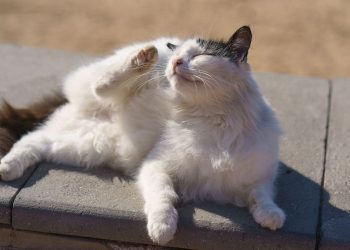 Basmi Kutu Kucing: Tips Dokter Hewan Aman & Ampuh