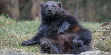 7 Pemangsa Ular yang Mengejutkan, Sudah Tahu?