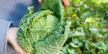 Brassicas: Australia’s Brilliant Bounty