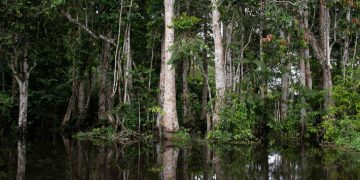 Profil dan Informasi Terkini Tentang Negara Gabon