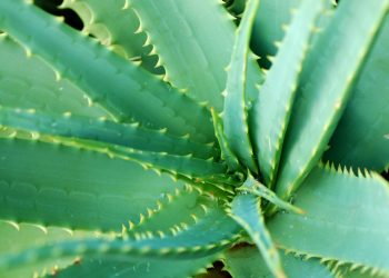 Aussie Backyard Glow: Natural Skin Secrets