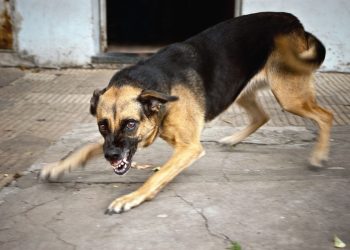 11 makna mimpi anjing menggigit orang, tanda lingkungan penuh perselisihan
