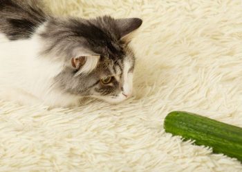 Mengapa Kucing Takut Mentimun?