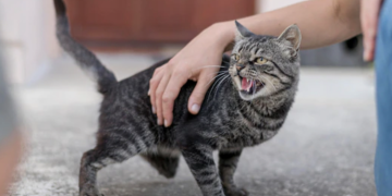 Apakah Kucing Bisa Merasa Cemburu?