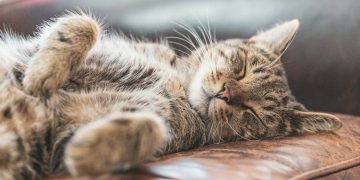 4 Manfaat Memelihara Kucing yang Dibuktikan Ilmu Pengetahuan