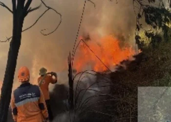 Kebakaran Hutan di Kalteng Diperkirakan Meningkat pada 2026, Musim Kemarau Panjang Jadi Penyebabnya
