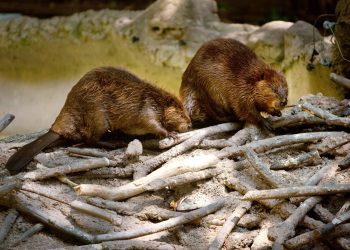 Revolutionary research uncovers nature’s solution to climate change