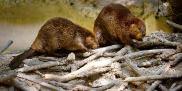 Revolutionary research uncovers nature’s solution to climate change