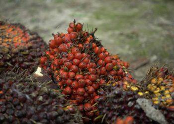 Harga komoditas turun, minyak kelapa sawit merosot 1 persen
