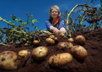 The spud’s lasting legacy in Victoria’s fields and huts
