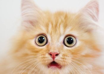 Health Check: Telix Secures Surprise $3B+ Deal for Next-Gen Therapies