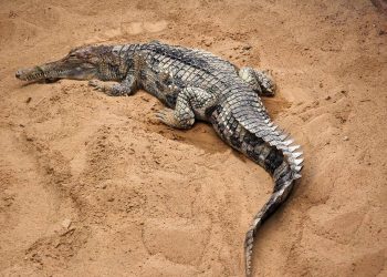 5 Fakta Menarik Buaya Senyulong, Hewan Pemalu dengan Mulut Panjang