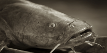 5 Ikan Air Tawar Beracun, Jangan Dipegang Sembarangan