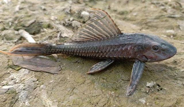 Mengapa Ikan Sapu-Sapu Dikubur? Ini Jawabannya!