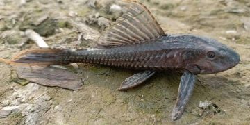 Mengapa Ikan Sapu-Sapu Sulit Dihilangkan? Ini Penjelasannya!