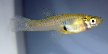 5 Ikan di Selokan, Mulai dari Cere hingga Gabus!