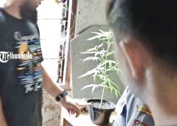Pemuda Solo Tanam Ganja di Rumah, Beli Bibit Online dan Rawat 6-7 Bulan
