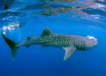 5 Spesies Hiu Ramah Manusia, Tidak Menakutkan!