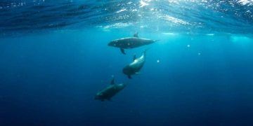 12 Hewan Paling Gesit di Alam Liar