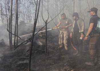 Ancaman Karhutla Meningkat, Walhi Minta Fokus pada Pencegahan