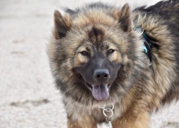 Mengapa Beberapa Anjing Punya Lidah Biru?