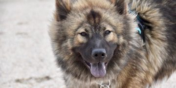 Mengapa Beberapa Anjing Punya Lidah Biru?