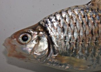 5 Ikan Endemik yang Aman Dikonsumsi Harian