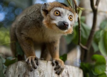 Kunjungi Edinburgh Zoo: Pengalaman Seru Berkeliling Kebun Binatang Terkenal di Skotlandia