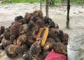 Pengepul Sawit di Payung Basel Terkejut Ditelepon, Harga Dexlite Melonjak