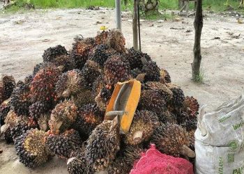 Pengepul Sawit di Payung Basel Terkejut Ditelepon, Harga Dexlite Melonjak