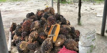 Pengepul Sawit di Payung Basel Terkejut Ditelepon, Harga Dexlite Melonjak