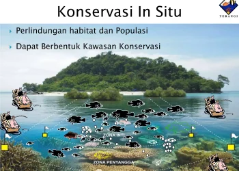 Pentingnya Pelestarian Ekosistem Laut dalam Konservasi Lautan
