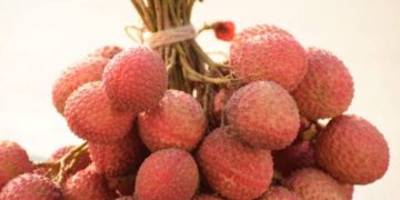 Langka dan Unik! Mengenal Beras Phonics, Makanan Eksotis dari Biji Bambu yang Tumbuh Setiap Puluhan Tahun