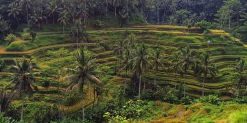 Ubud, Bali: Pusat Seni dan Budaya yang Terletak di Tengah Sawah Terasering dan Hutan Tropis