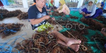 Viktor Bungtilu Laiskodat Tinjau Produksi Bibit Rumput Laut di Nemberala, Ini Fakta yang Perlu Diketahui