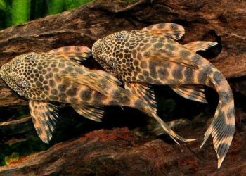 Apresiasi dan Kritik MUI soal Pembunuhan Ikan Sapu-sapu di Jakarta, Pramono Tanya Ahli