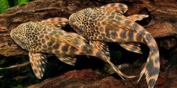 Apresiasi dan Kritik MUI soal Pembunuhan Ikan Sapu-sapu di Jakarta, Pramono Tanya Ahli